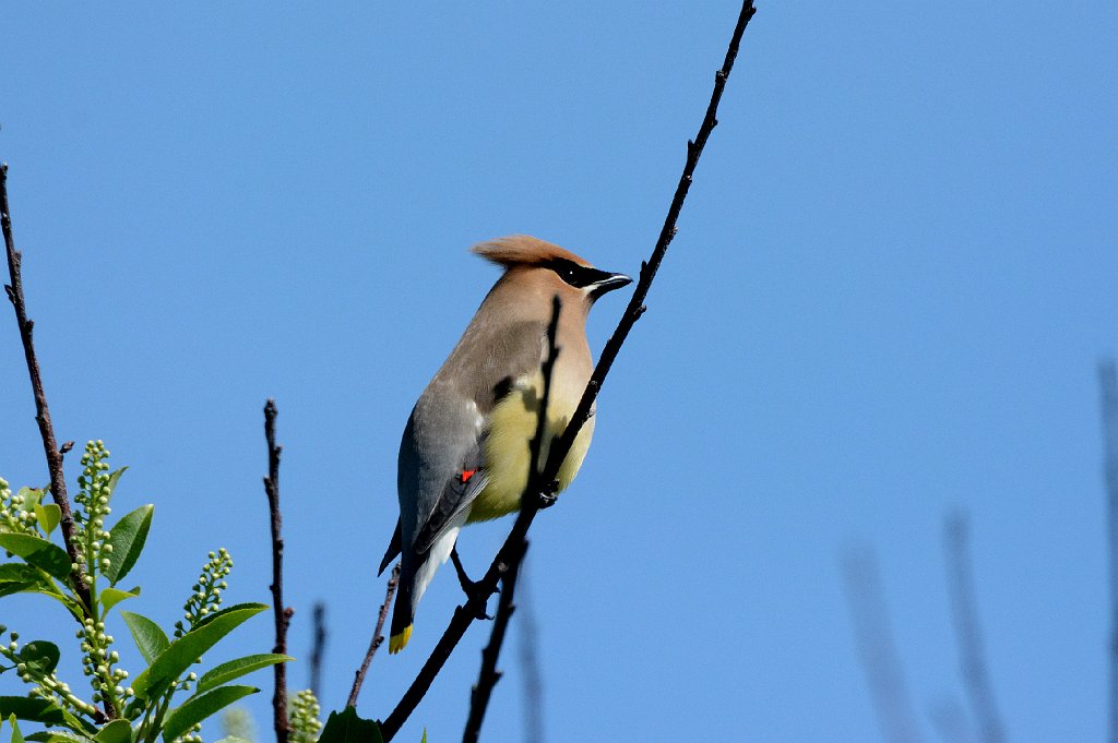 Waxwing, Cedar, 2016-06011763 Parker River NWR, MA.JPG - Cedar Waxwing. Parker River National Wildlife Refuge, MA, 6-1-2016